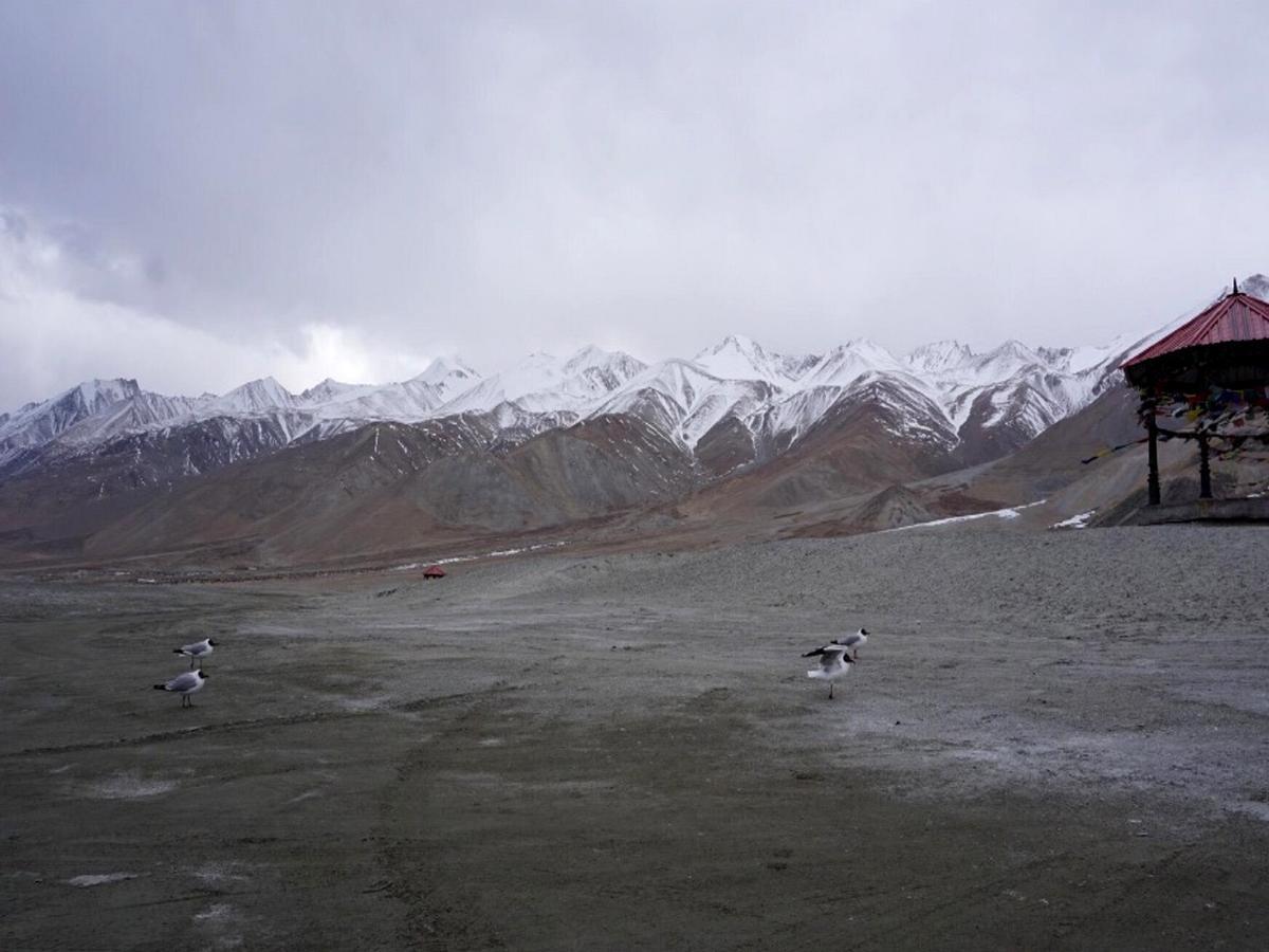Pangong Delight Camps And Cottages Spangmik Eksteriør bilde